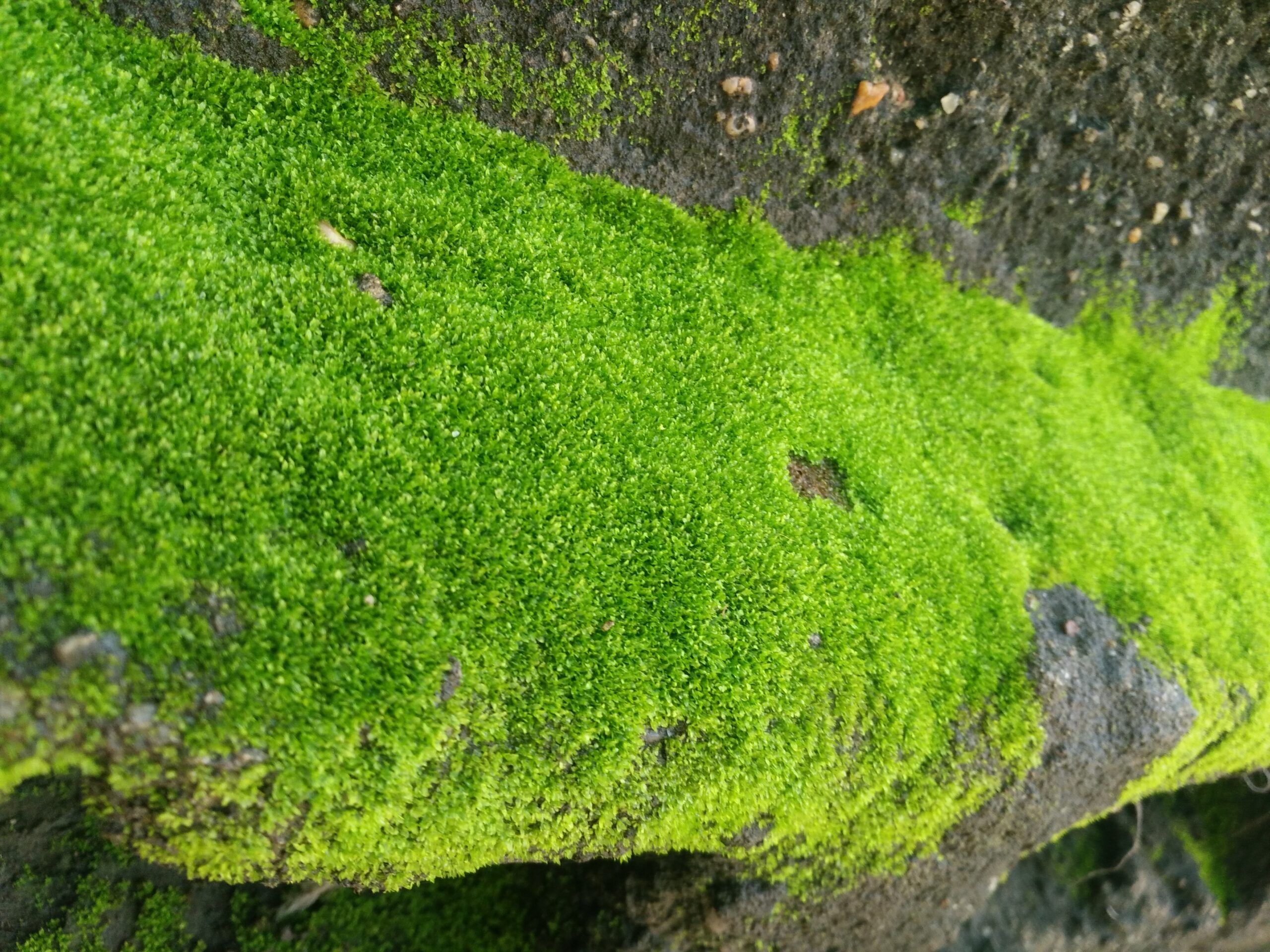 Vivid green algae growth on a concrete surface