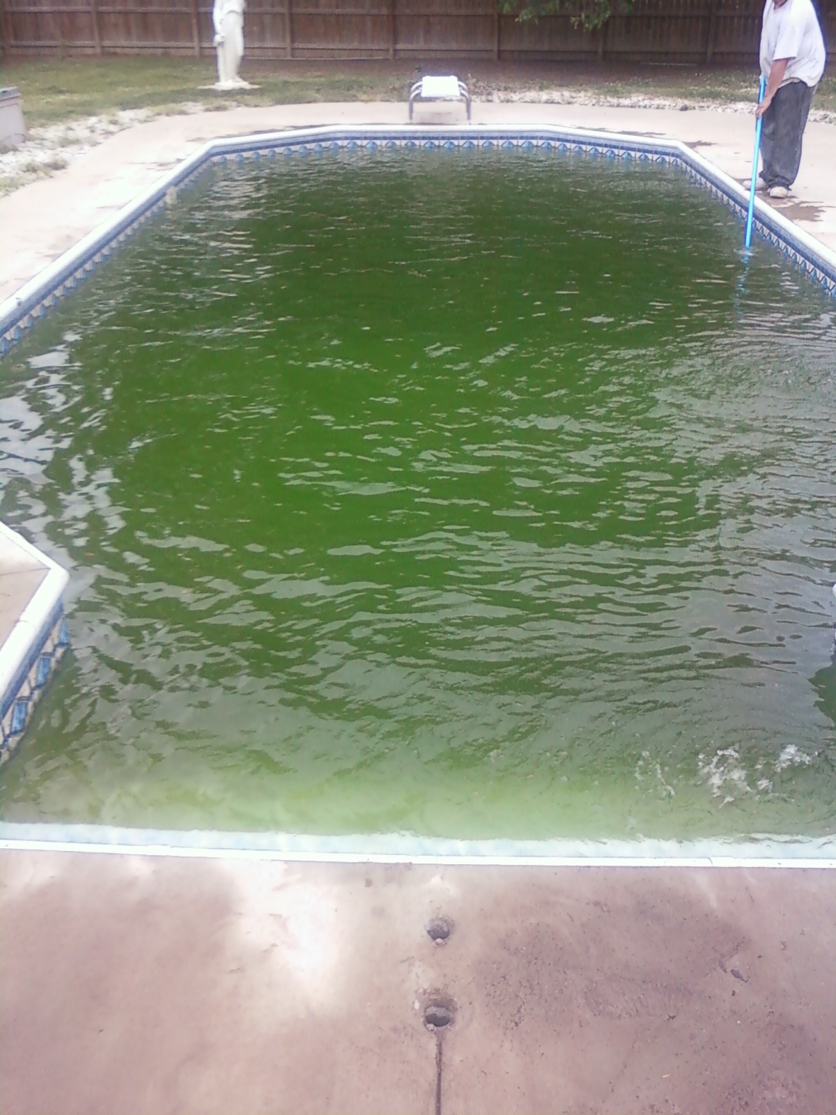 Bright green algae-filled residential swimming pool