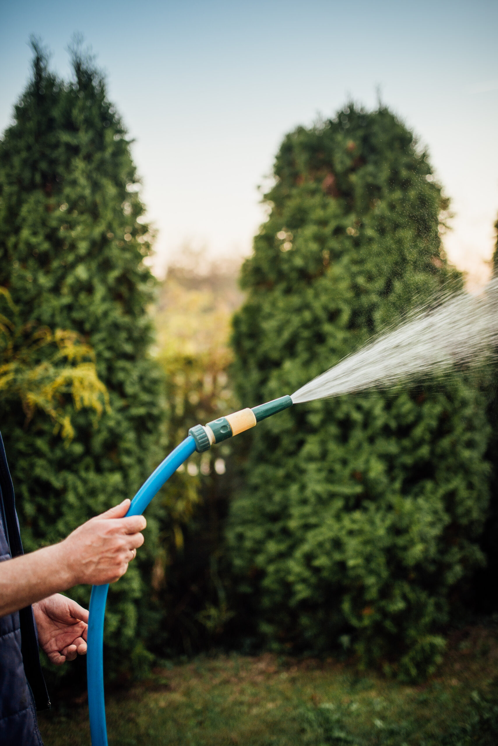 Hand rinsing landscaping with a garden hose