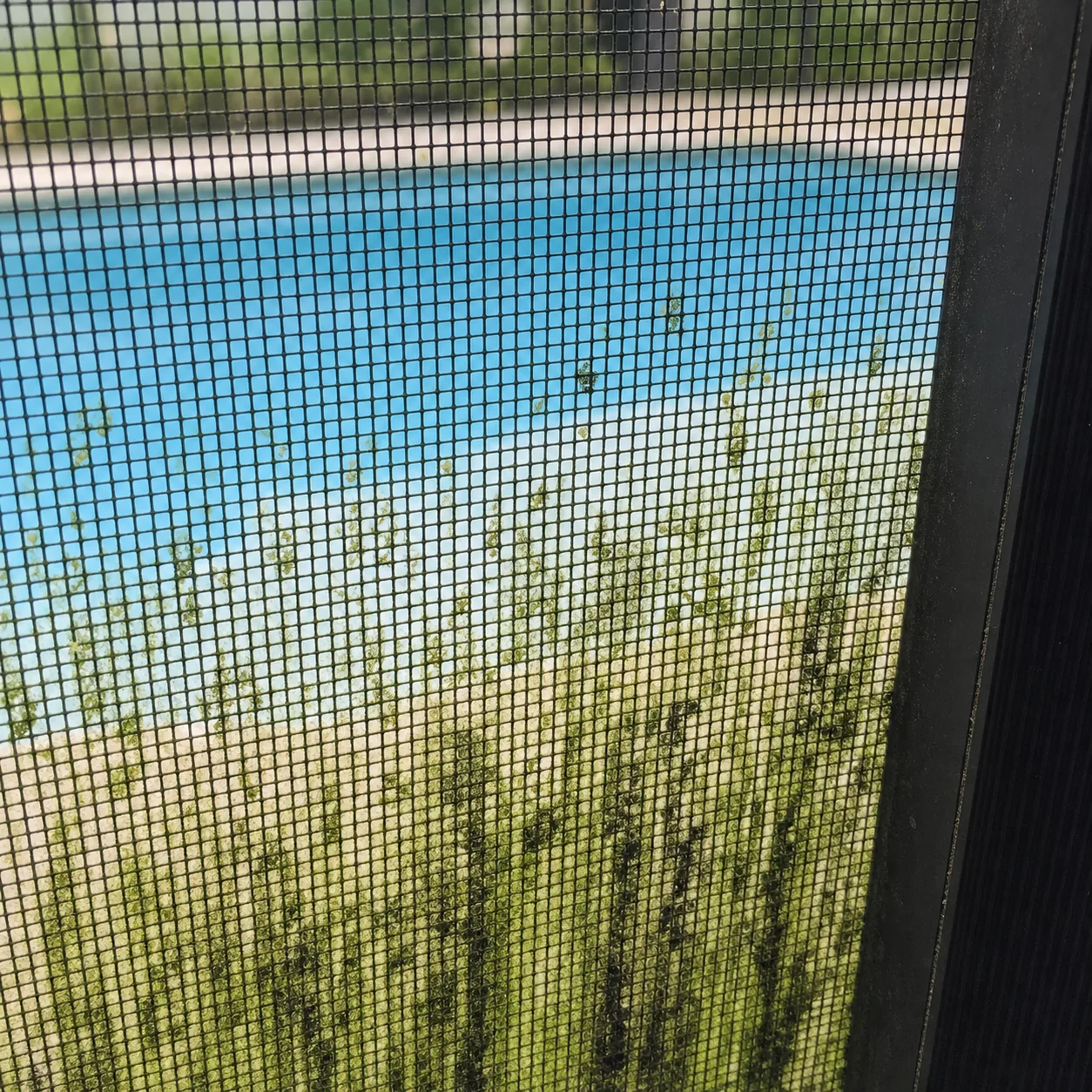 Close view of green algae and mildew on intact pool enclosure screen mesh